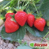 Kup razem Sadzonki Truskawki TEA