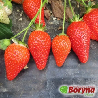 Sadzonki Truskawki ALBA