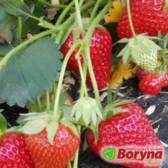 Sadzonki Truskawki TWIST