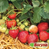 Kup razem Sadzonki truskawki FAITH