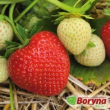 Kup razem Sadzonki Truskawki CADENZA