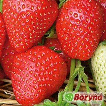 Sadzonki Truskawki MALWINA