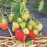 Kup razem Sadzonki Truskawki GLORIELLE