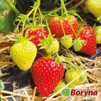 Sadzonki Truskawki JENKKA
