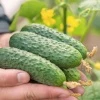 Ogórek Gruntowy Śremski Nowy - Mieszaniec Nasiona 250 g 
