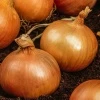 Cebula Żółta Majka Nasiona 500 g