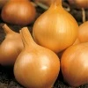 Cebula Żółta Sława Ożarowska Nasiona 500 g