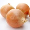 Cebula Żółta Sochaczewska Nasiona 500 g