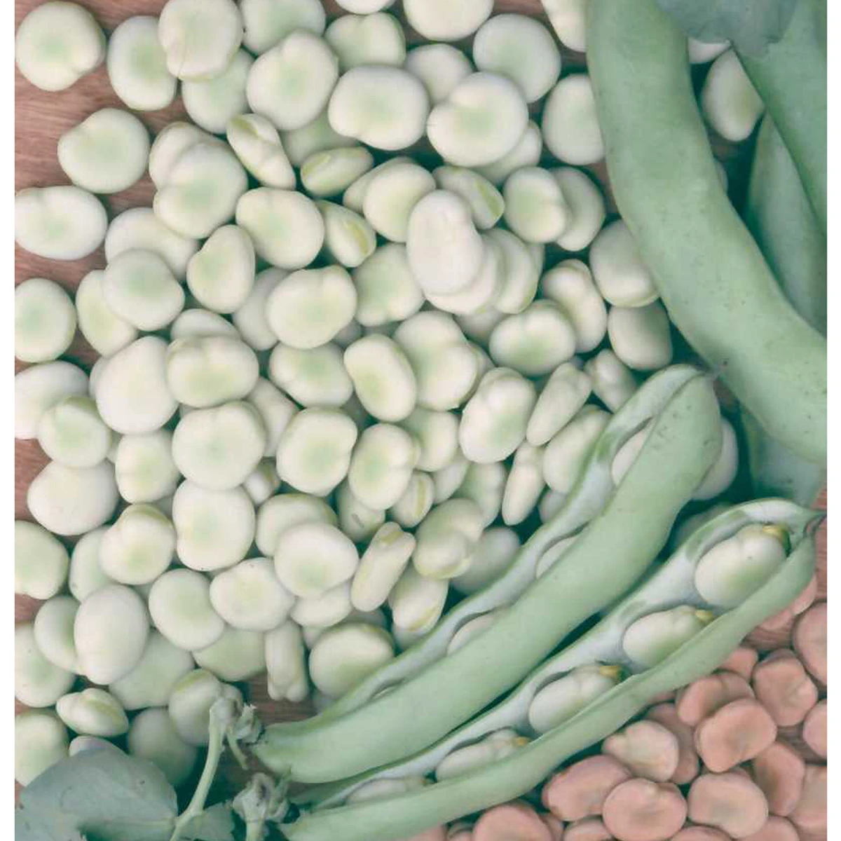 Bób Bachus Nasiona 1 kg