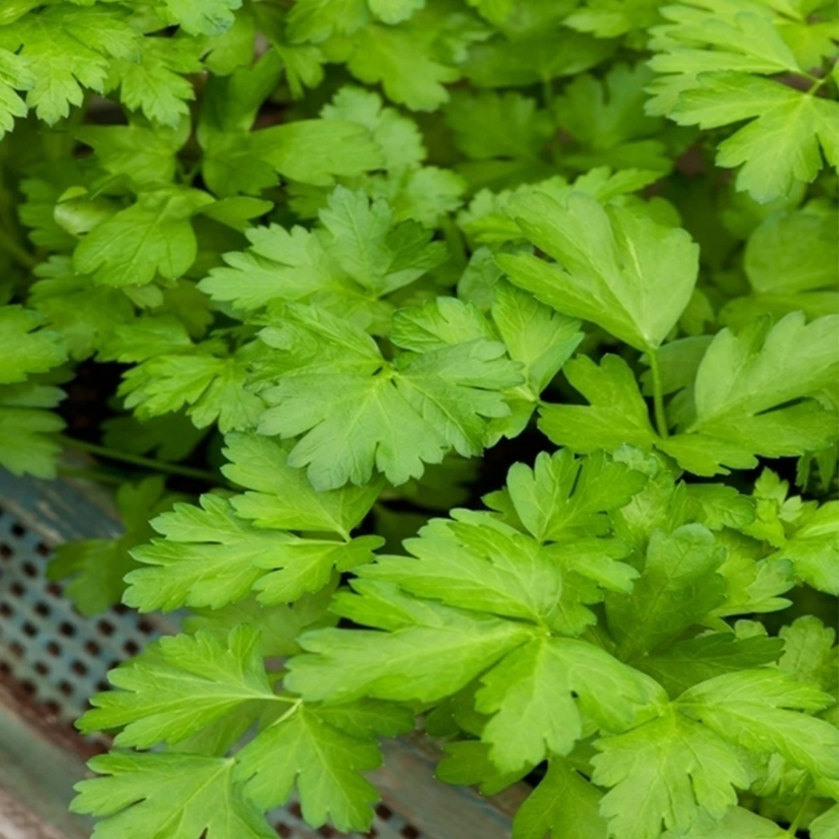 Pietruszka Liściowa Natalka Nasiona 100 g