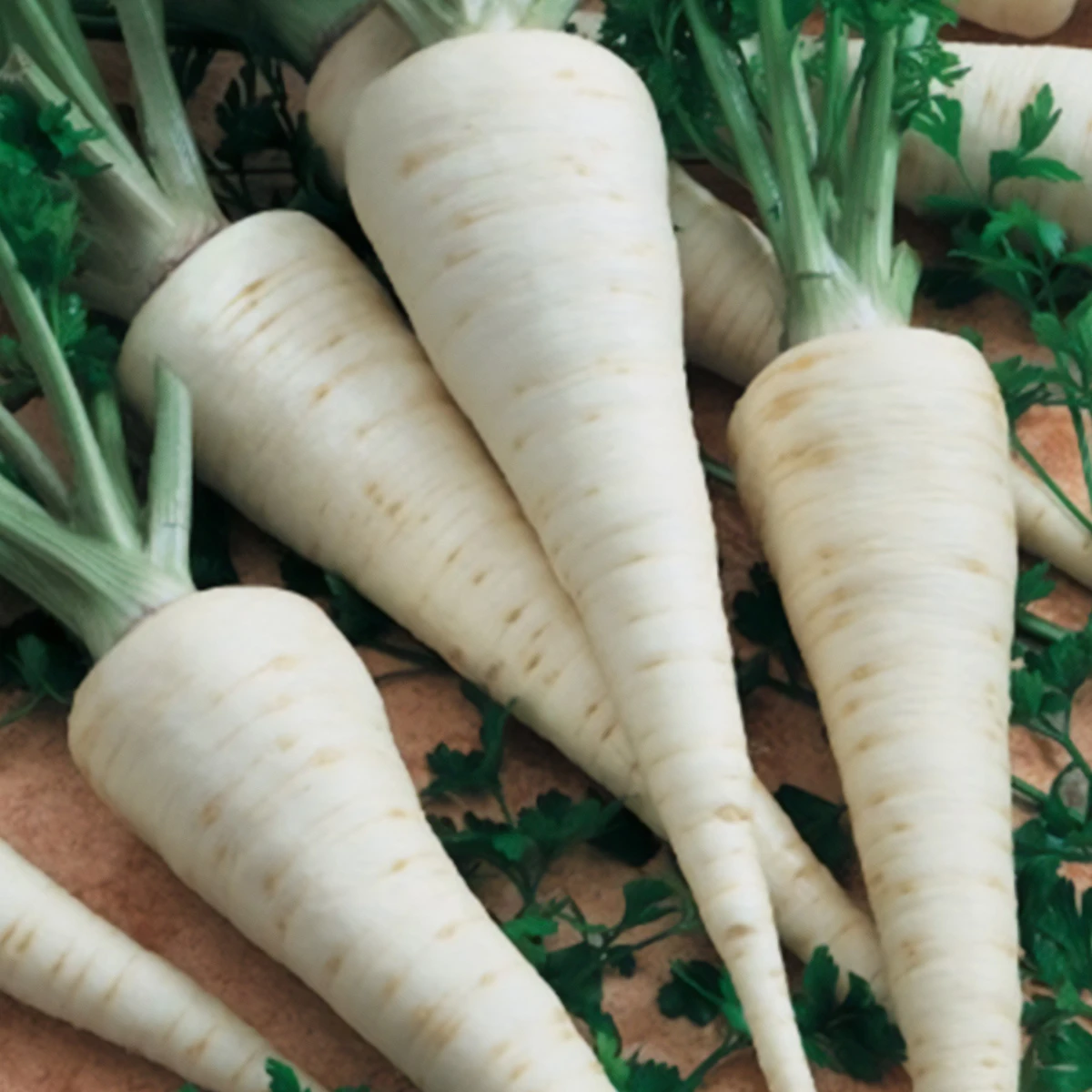 Pietruszka korzeniowa Atika Nasiona 50 g