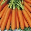 Marchew Nantes 5 Nanta Nasiona 500 g