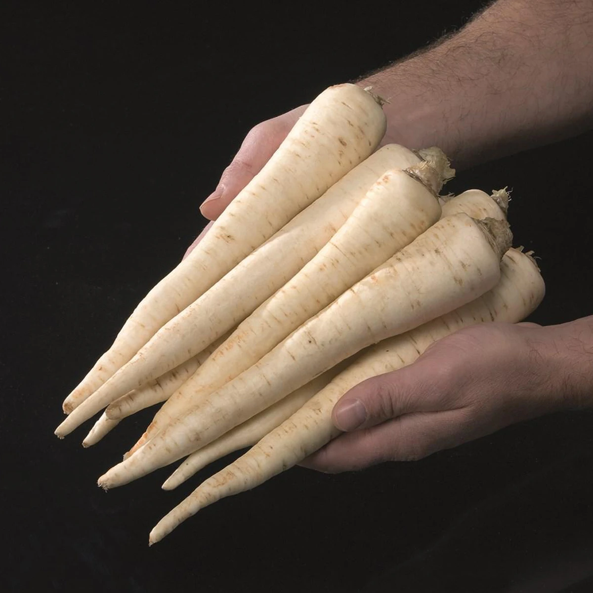 Pietruszka korzeniowa Eagle Nasiona 500 g