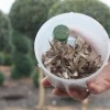 Buxatrap 1 SZT. Pułapka + Pherodis Cydalima Strzykawka