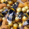 Trzmiele zapylające Natupol Booster