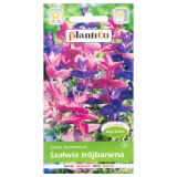 Kup razem Szałwia Trójbarwna Nasiona Plantico 0.5 g