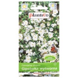Kup razem Gipsówka Wytworna Biała Nasiona Plantico 1 g