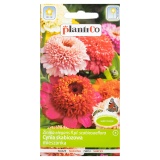Kup razem Cynia Daliowa Skabiozowa Nasiona Plantico 1 g