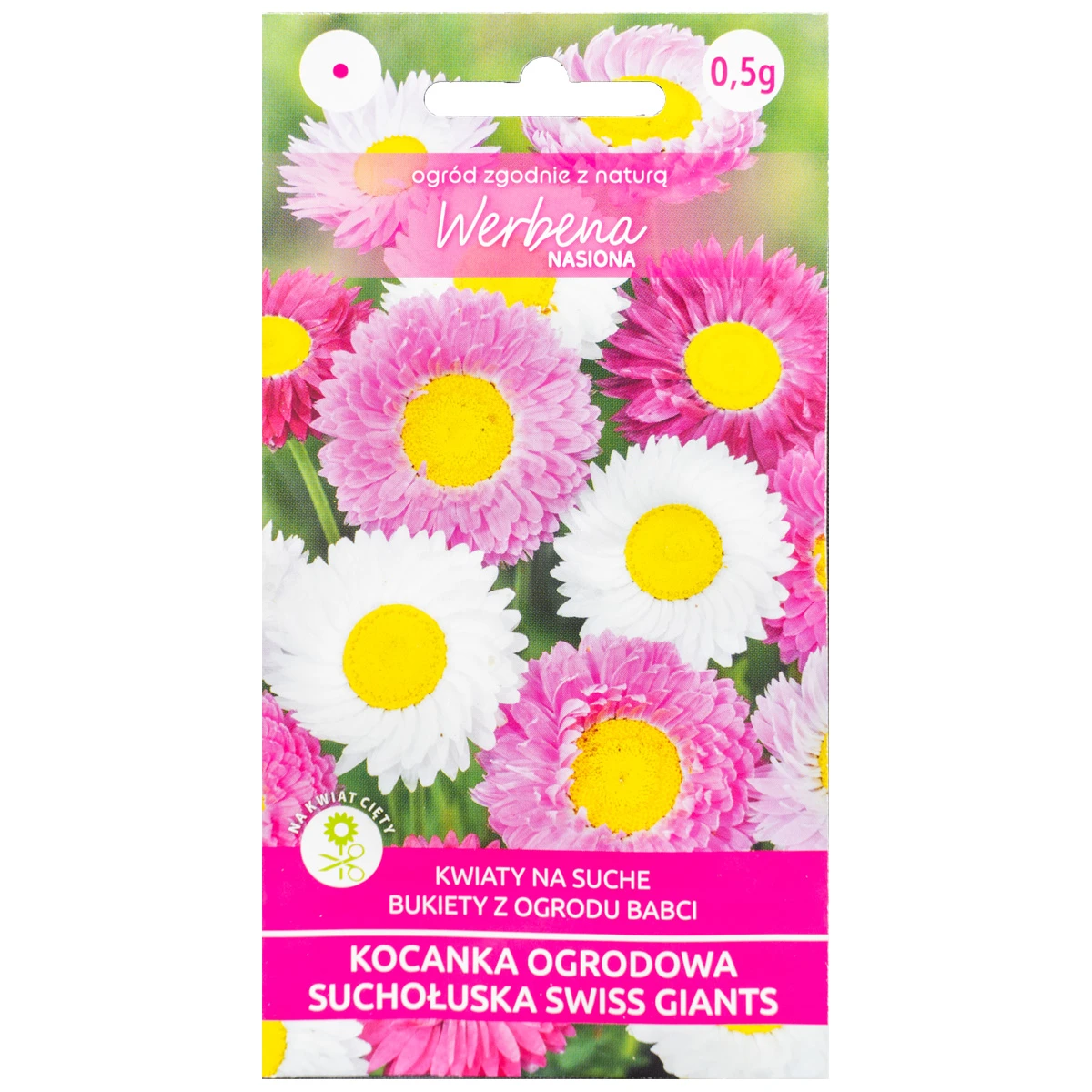  Kocanka ogrodowa suchołuska 'Swiss Giants' mix 0,5g  Werbena
