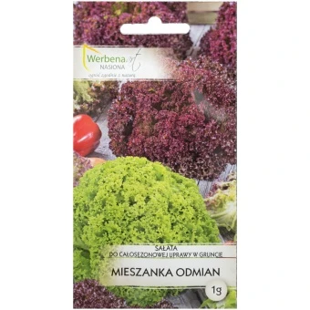  Sałata masłowa fryzowana – mieszanka odmian 1g Werbena