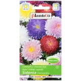 Kup razem Aster typ Sidonia Mix Nasiona Plantico 1 g
