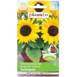 Kup razem Słonecznik Ozdobny Helianthus Sunspot Nasiona Plantico 2 g