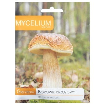 Grzybnia Borowik brzozowy 10 g