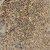 Seradela pastewna H na poplon 1 kg