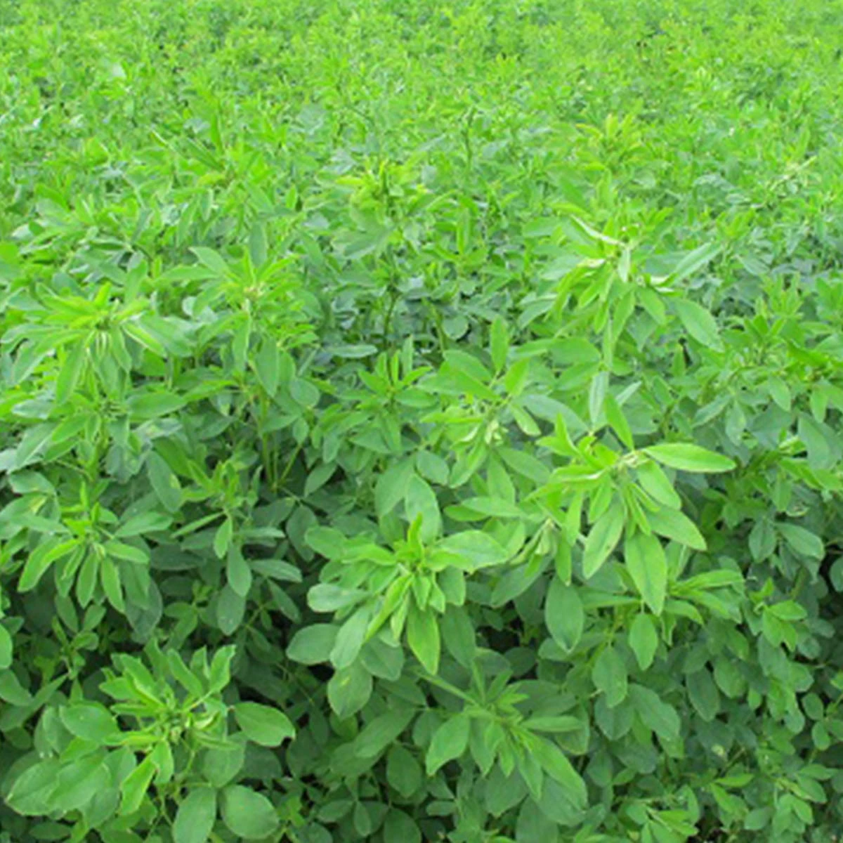 Lucerna siewna La Bella Campagnola C/2 na poplon 0,5 kg