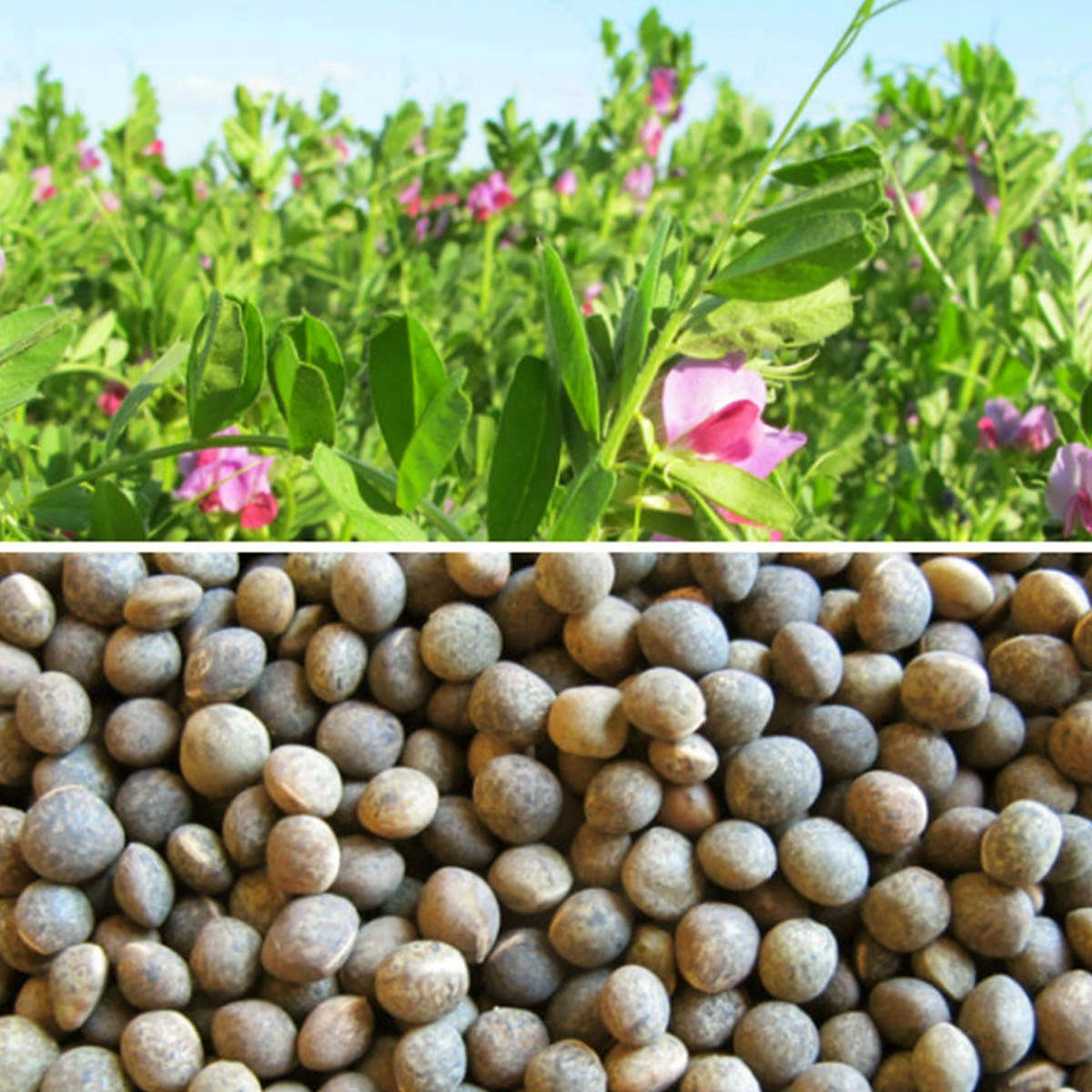 Wyka siewna Hanka C/2 na poplon 1 kg