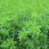 Lucerna siewna Plato C/1 na poplon 1 kg