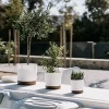 Donica Tubo PM zielona pinia 15 cm Prosperplast