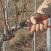 Sekator Ogrodowy dla Praworęcznych śr. cięcia 25 mm roz. L Felco 8