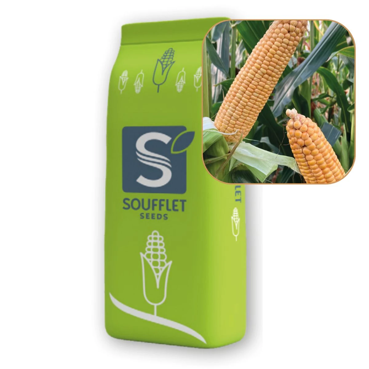 Kukurydza Sunup St 50 tys FAO 260-270 Soufflet