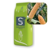 Kup razem Kukurydza Sunup St 50 tys FAO 260-270 Soufflet