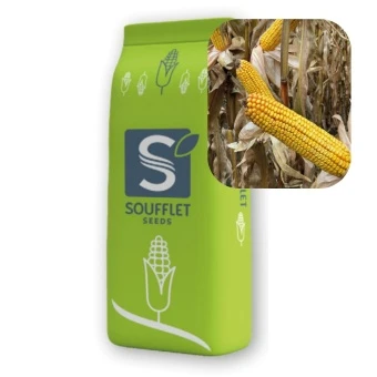 Kukurydza Databaz St 50 Tys FAO 260 Soufflet