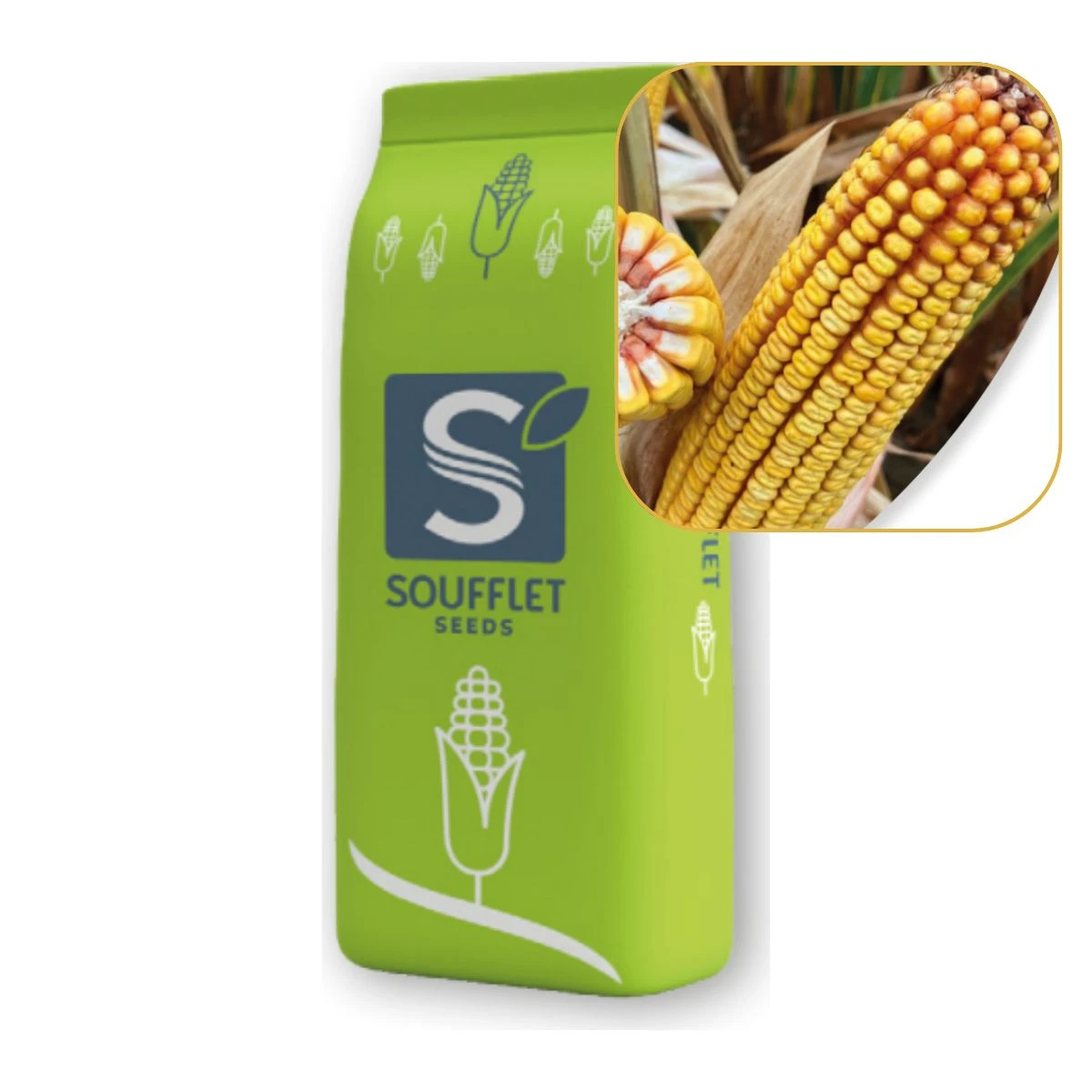 Kukurydza Lumio St 50 Tys FAO 220k/230z Soufflet