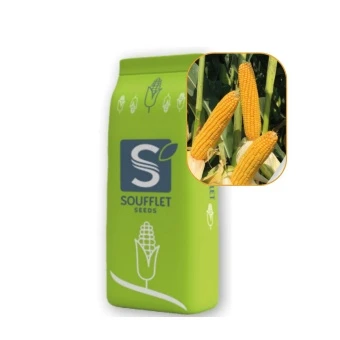 Kukurydza Louxor St 50 Tys  FAO 220-240 Soufflet