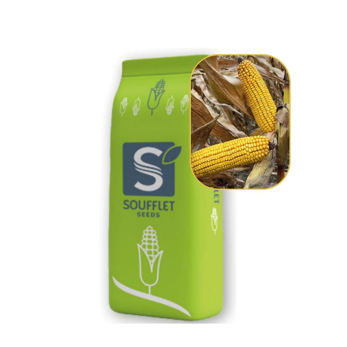 Kukurydza Kolektor St 50 Tys FAO 240 Soufflet