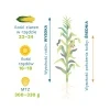 Kukurydza Itea St 50 Tys FAO 270-280 Soufflet