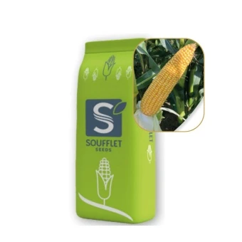 Kukurydza Intuition St 50 Tys FAO 250k Soufflet