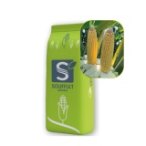 Kup razem Kukurydza Icare St 50 Tys FAO 270 Soufflet