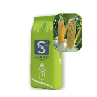 Kukurydza Icare St 50 Tys FAO 270 Soufflet