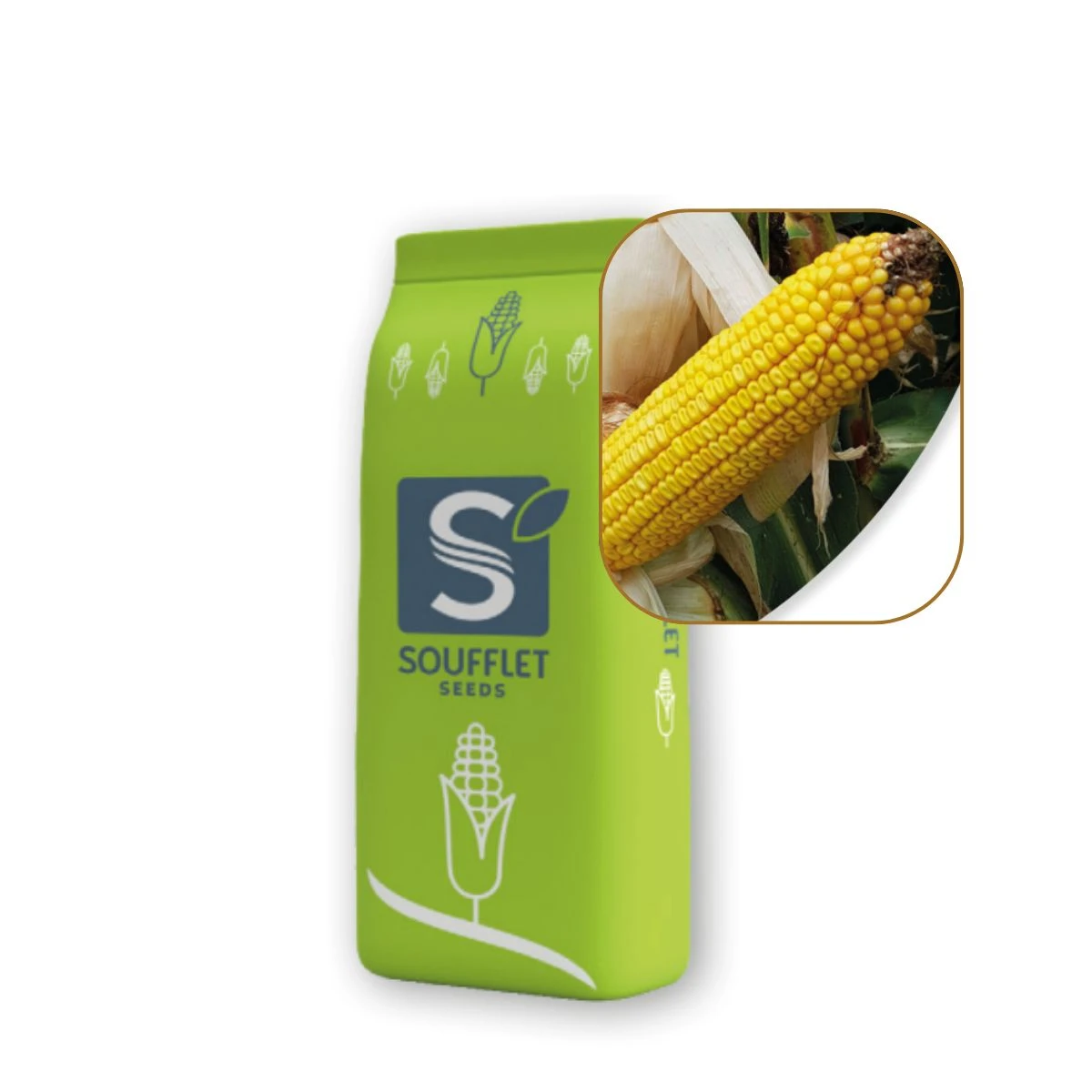 Kukurydza Avicii St 50 Tys FAO 240k/250z Soufflet