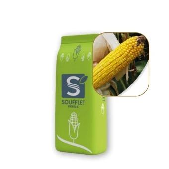 Kukurydza Avicii St 50 Tys FAO 240k/250z Soufflet