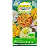 Kup razem Cynia Wytworna Daliowa Peppermint Stick 1 g Plantico
