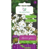 Kup razem Nasionka Gipsówka Biała 1g Legutko