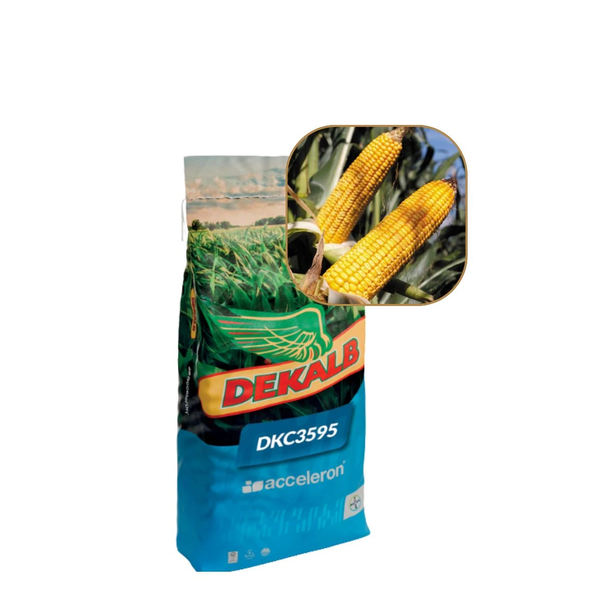 Kukurydza 3595 FAO 240-250 50 Tys DKC 