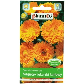 Nagietek Lekarski Karłowy Promyk Pomarańczowy 2 g Plantico