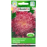Kup razem Aster Chiński Typ Sidonia Karminowy 1 g Plantico